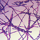 Illustration for article titled A UK Government Lab Accidentally Mailed Out Live Anthrax